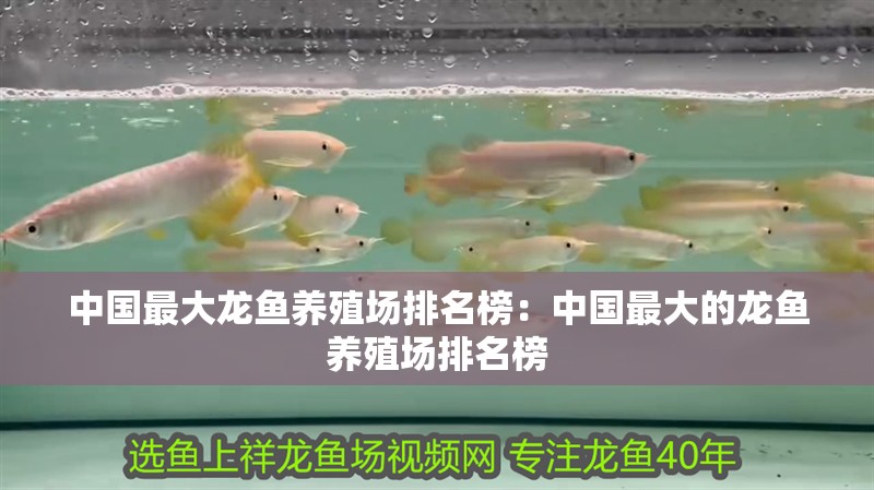 中國最大龍魚養殖場排名榜：中國最大的龍魚養殖場排名榜