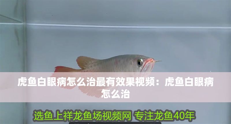 虎魚白眼病怎么治最有效果視頻：虎魚白眼病怎么治