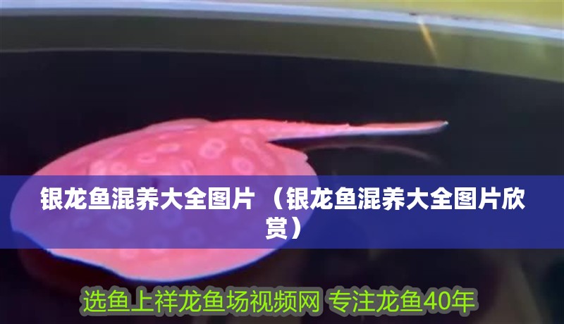 銀龍魚混養大全圖片 （銀龍魚混養大全圖片欣賞）