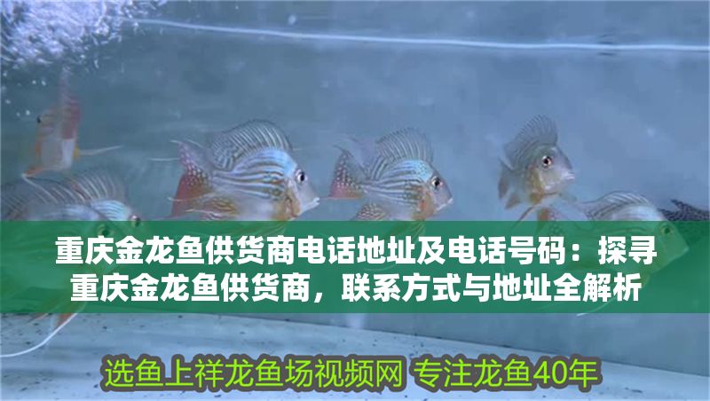 重慶金龍魚供貨商電話地址及電話號碼：探尋重慶金龍魚供貨商，聯系方式與地址全解析