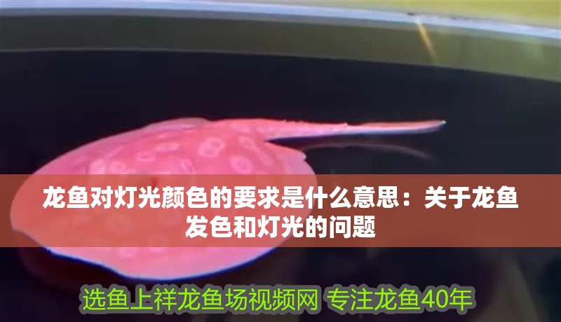 龍魚(yú)對(duì)燈光顏色的要求是什么意思：關(guān)于龍魚(yú)發(fā)色和燈光的問(wèn)題