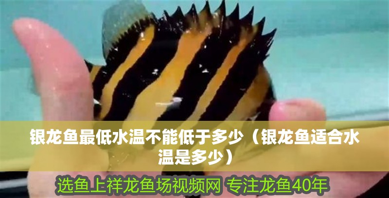 銀龍魚最低水溫不能低于多少（銀龍魚適合水溫是多少）