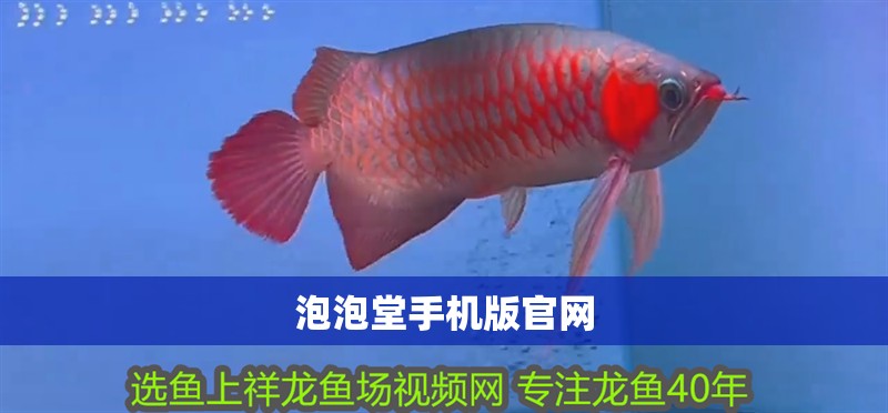 印尼虎魚(yú)多少溫度飼養(yǎng)最好:印尼虎魚(yú)多少溫度飼養(yǎng)最好印尼虎魚(yú)多少溫度飼養(yǎng)最好 泡泡堂手機(jī)版官網(wǎng) 龍魚(yú)論壇 泡泡堂手機(jī)版官網(wǎng) 泡泡堂手機(jī)版官網(wǎng) 龍魚(yú)論壇