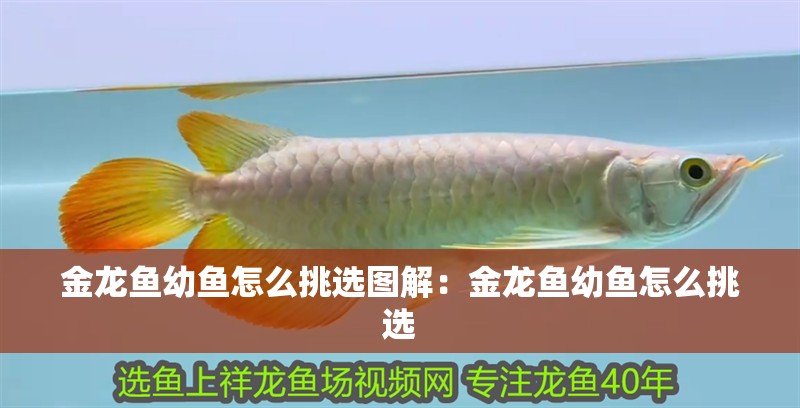 觀海生態魚缸圖片欣賞大全集,:如何挑選一個適合自己的魚缸 金龍魚幼魚怎么挑選圖解:金龍魚幼魚怎么挑選 龍魚百科 金龍魚幼魚怎么挑選圖解:金龍魚幼魚怎么挑選 金龍魚幼魚怎么挑選圖解:金龍魚幼魚怎么挑選 龍魚百科
