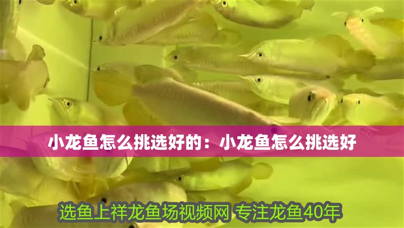 小龍魚怎么挑選好的：小龍魚怎么挑選好