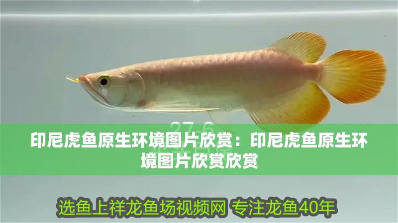印尼虎魚原生環境圖片欣賞：印尼虎魚原生環境圖片欣賞欣賞