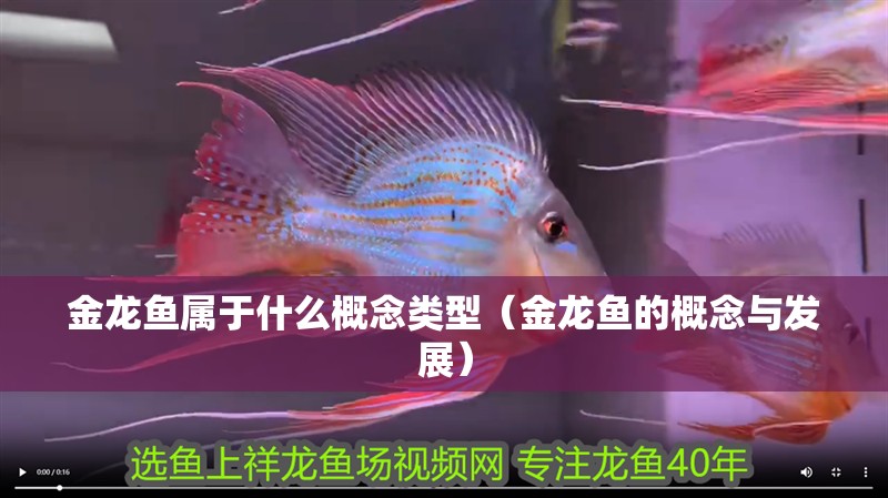 金龍魚屬于什么概念類型（金龍魚的概念與發(fā)展）