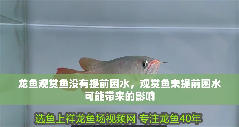 龍魚觀賞魚沒有提前困水，觀賞魚未提前困水可能帶來的影響