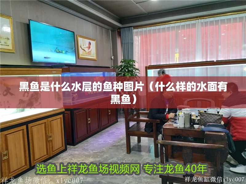 黑魚是什么水層的魚種圖片（什么樣的水面有黑魚）