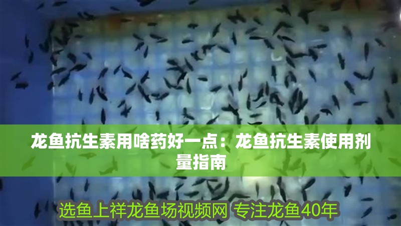 龍魚抗生素用啥藥好一點：龍魚抗生素使用劑量指南 龍魚抗生素用啥藥好一點：龍魚抗生素使用劑量指南 龍魚百科