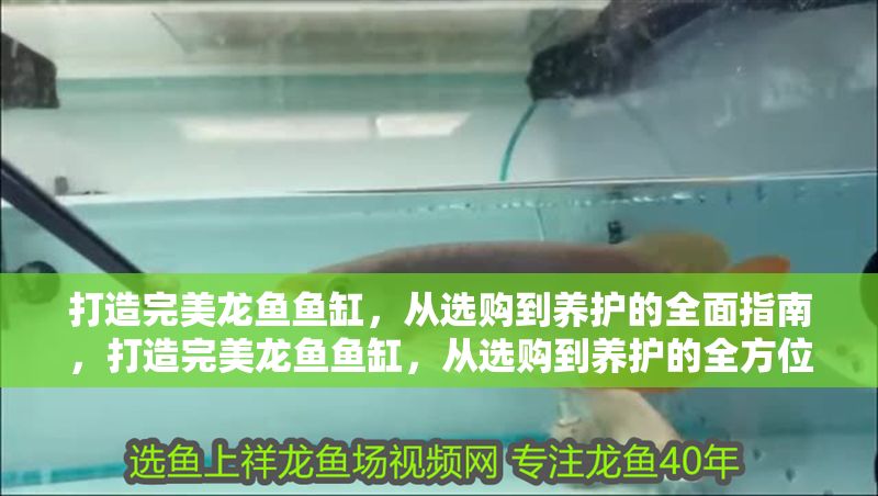 打造完美龍魚魚缸，從選購到養護的全面指南，打造完美龍魚魚缸，從選購到養護的全方位指南