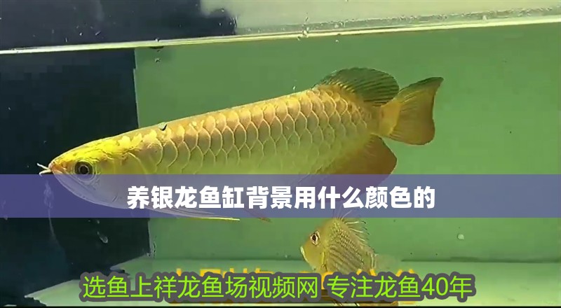 養(yǎng)銀龍魚缸背景用什么顏色的