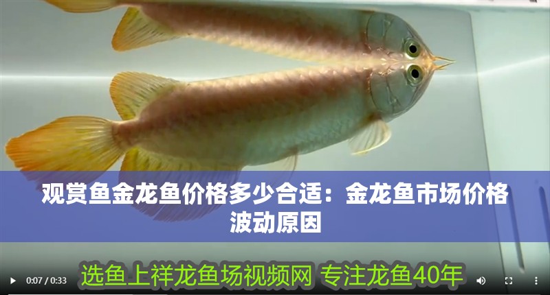 觀賞魚金龍魚價格多少合適：金龍魚市場價格波動原因