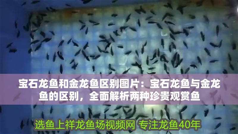 寶石龍魚和金龍魚區別圖片：寶石龍魚與金龍魚的區別，全面解析兩種珍貴觀賞魚