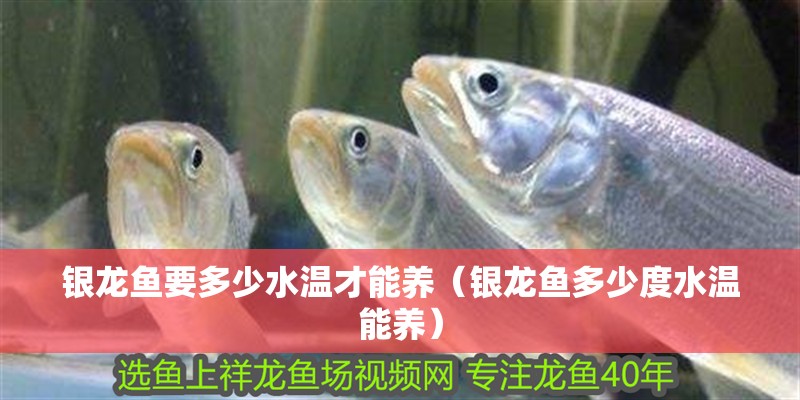 銀龍魚要多少水溫才能養（銀龍魚多少度水溫能養）