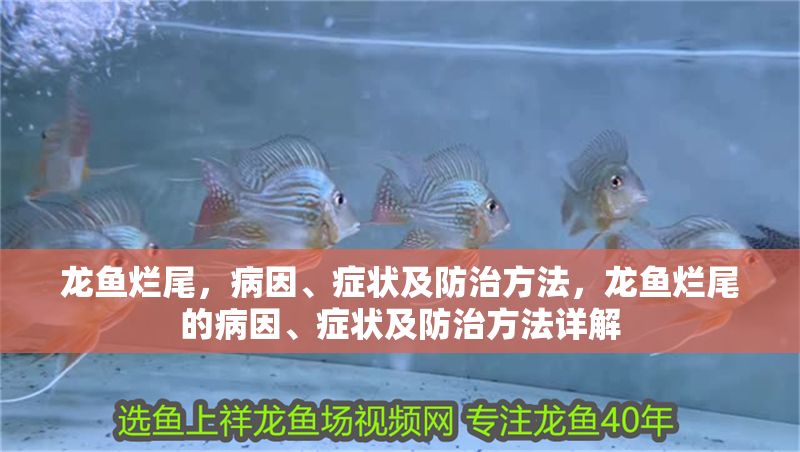 龍魚爛尾，病因、癥狀及防治方法，龍魚爛尾的病因、癥狀及防治方法詳解