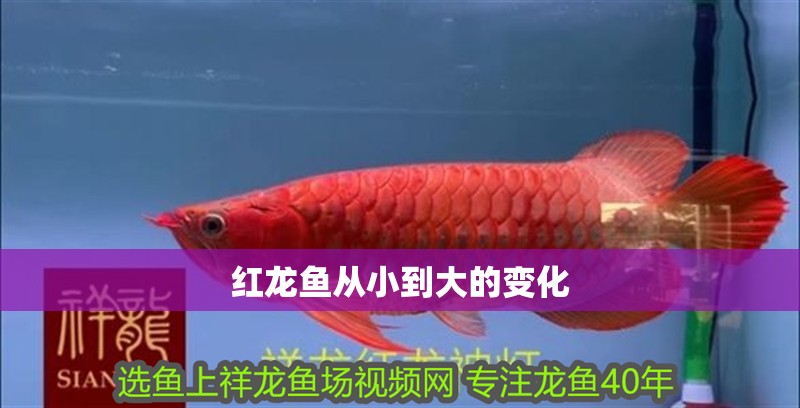紅龍魚從小到大的變化