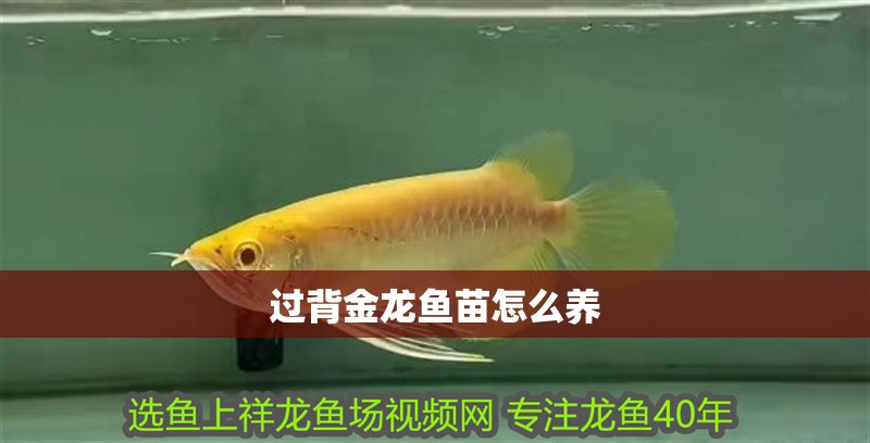 過背金龍魚苗怎么養