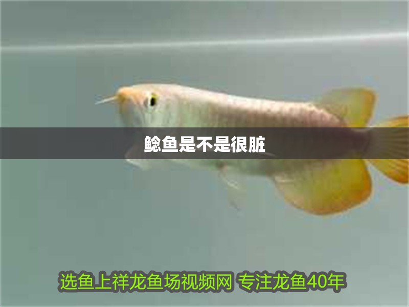 鯰魚是不是很臟