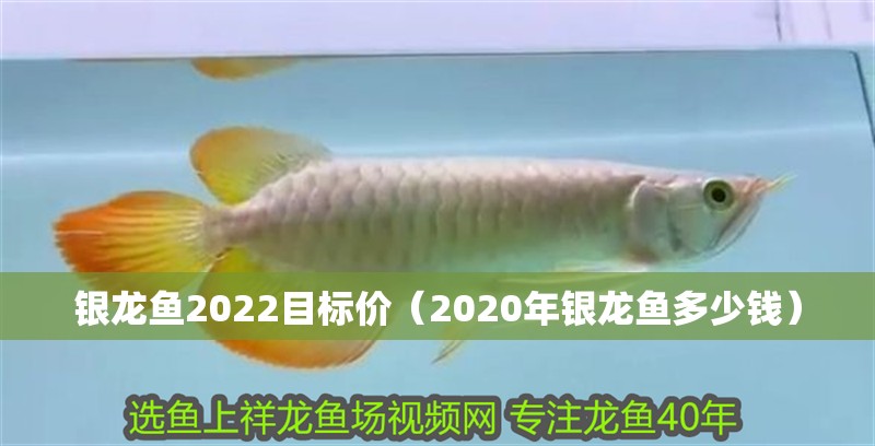 銀龍魚2022目標價（2020年銀龍魚多少錢）