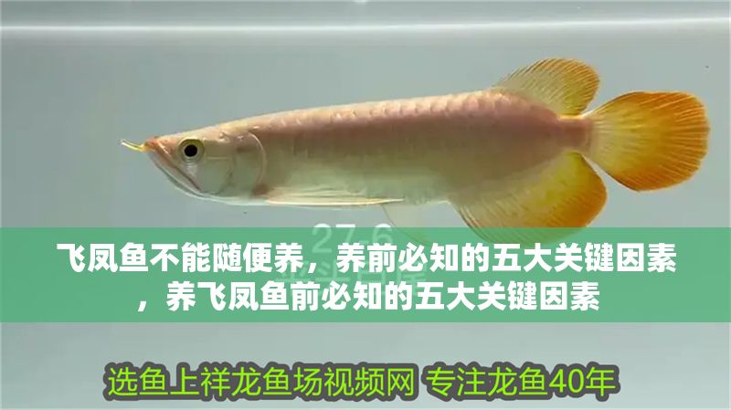 飛鳳魚不能隨便養，養前必知的五大關鍵因素，養飛鳳魚前必知的五大關鍵因素