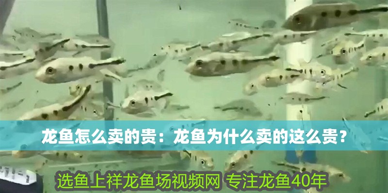 龍魚怎么賣的貴：龍魚為什么賣的這么貴？