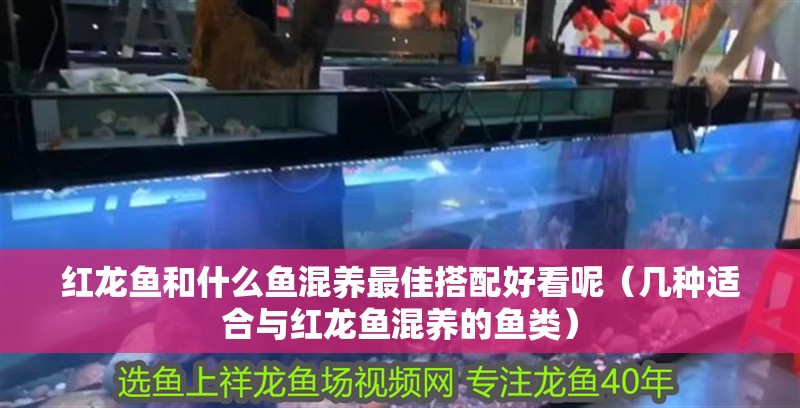 紅龍魚和什么魚混養(yǎng)最佳搭配好看呢（幾種適合與紅龍魚混養(yǎng)的魚類）