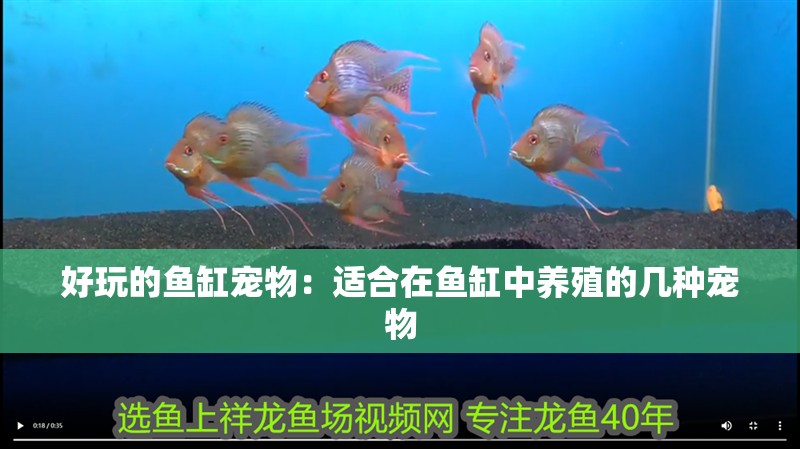 好玩的魚缸寵物：適合在魚缸中養殖的幾種寵物