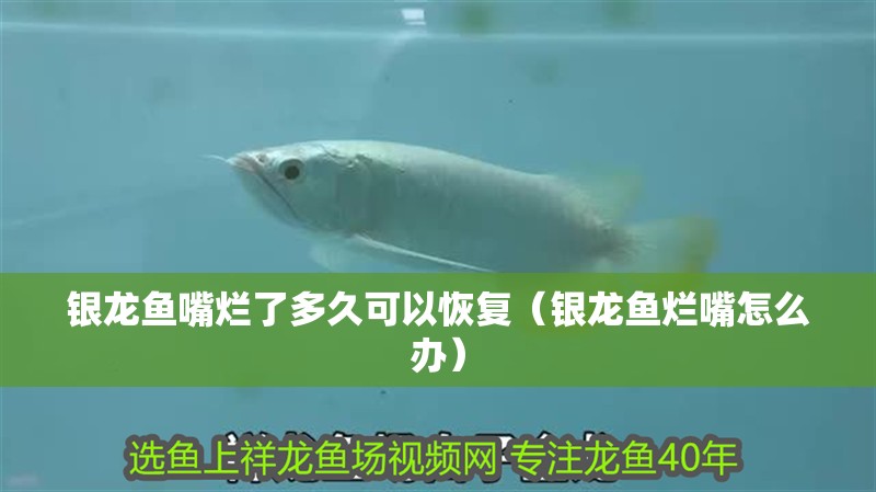 銀龍魚嘴爛了多久可以恢復（銀龍魚爛嘴怎么辦）