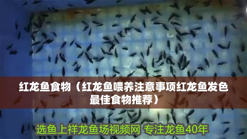 紅龍魚食物（紅龍魚喂養(yǎng)注意事項(xiàng)紅龍魚發(fā)色最佳食物推薦）