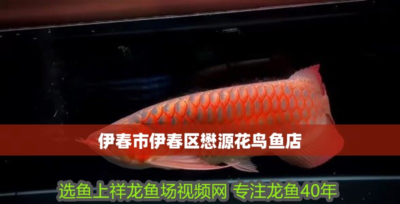 伊春市伊春區(qū)懋源花鳥魚店