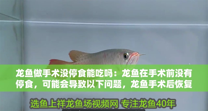 龍魚做手術沒停食能吃嗎：龍魚在手術前沒有停食，可能會導致以下問題，龍魚手術后恢復期