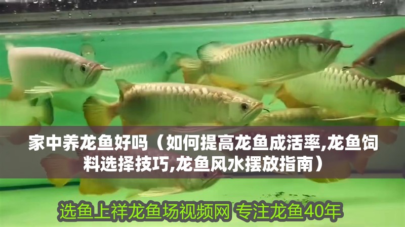 家中養(yǎng)龍魚好嗎（如何提高龍魚成活率,龍魚飼料選擇技巧,龍魚風水擺放指南）