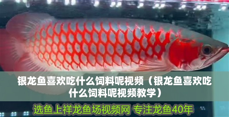 銀龍魚喜歡吃什么飼料呢視頻（銀龍魚喜歡吃什么飼料呢視頻教學(xué)）
