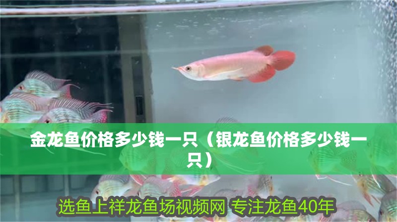 金龍魚價格多少錢一只（銀龍魚價格多少錢一只）