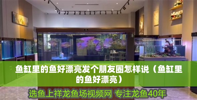 魚缸里的魚好漂亮發(fā)個朋友圈怎樣說（魚缸里的魚好漂亮）