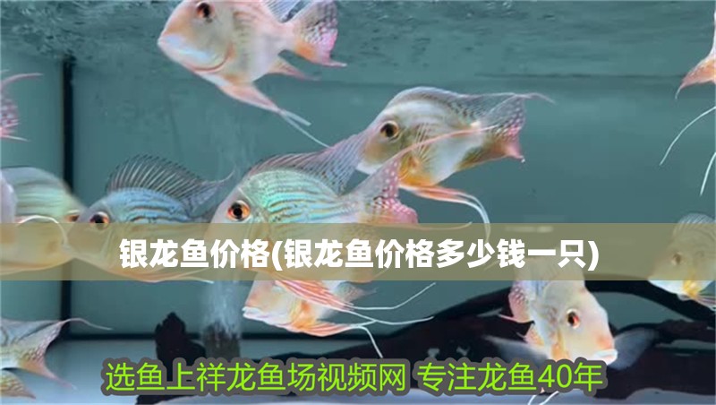 銀龍魚價格(銀龍魚價格多少錢一只)