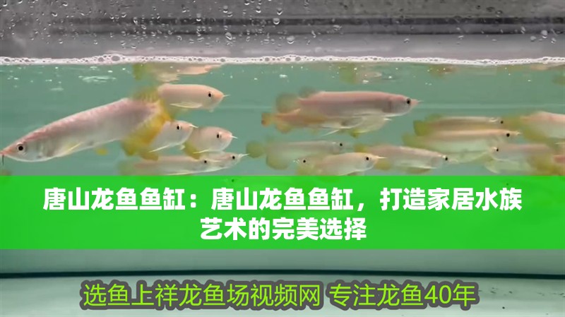 唐山龍魚魚缸：唐山龍魚魚缸，打造家居水族藝術的完美選擇 唐山龍魚魚缸：唐山龍魚魚缸，打造家居水族藝術的完美選擇 魚缸百科