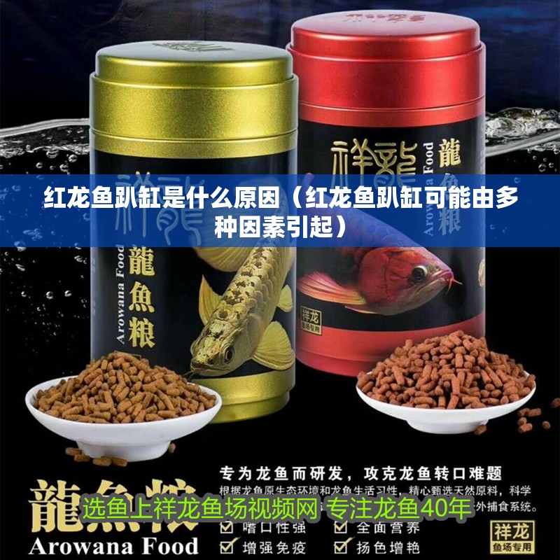 紅龍魚趴缸是什么原因（紅龍魚趴缸可能由多種因素引起）