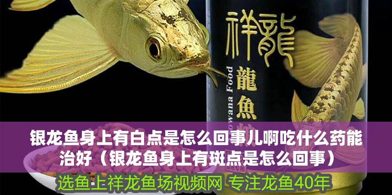 銀龍魚身上有白點是怎么回事兒啊吃什么藥能治好（銀龍魚身上有斑點是怎么回事）