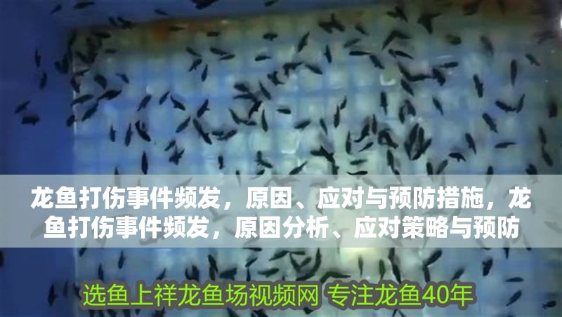 龍魚打傷事件頻發，原因、應對與預防措施，龍魚打傷事件頻發，原因分析、應對策略與預防措施 龍魚打傷事件頻發，原因、應對與預防措施，龍魚打傷事件頻發，原因分析、應對策略與預防措施 龍魚常見疾病 第1張