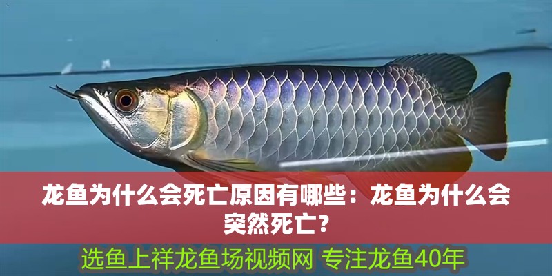 龍魚為什么會死亡原因有哪些：龍魚為什么會突然死亡？