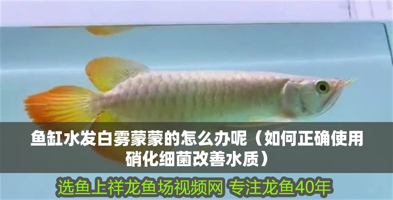 魚缸水發(fā)白霧蒙蒙的怎么辦呢（如何正確使用硝化細(xì)菌改善水質(zhì)） 魚缸水發(fā)白霧蒙蒙的怎么辦呢（如何正確使用硝化細(xì)菌改善水質(zhì)） 魚缸百科