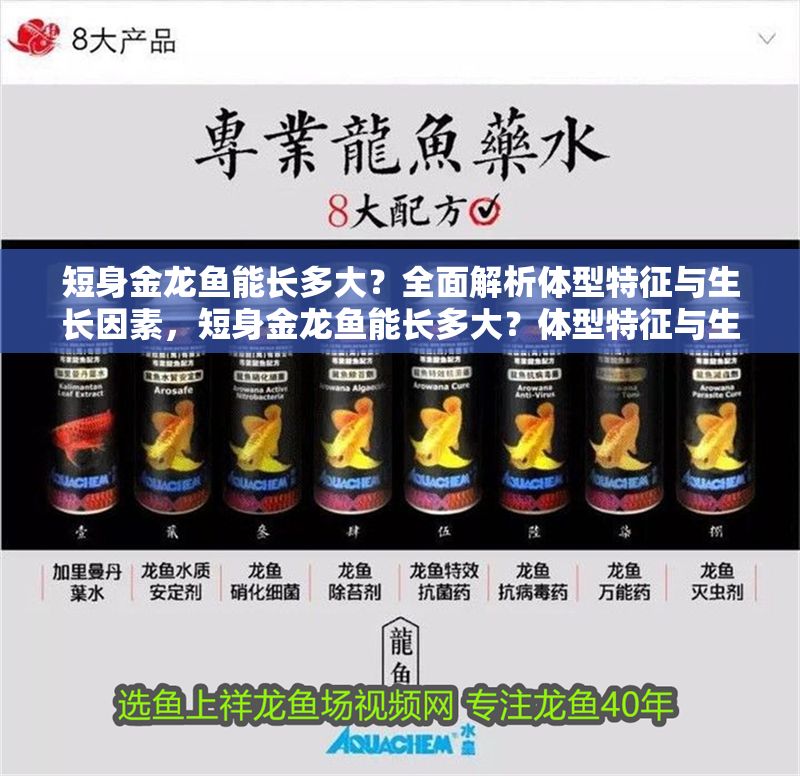 短身金龍魚能長(zhǎng)多大？全面解析體型特征與生長(zhǎng)因素，短身金龍魚能長(zhǎng)多大？體型特征與生長(zhǎng)因素全解析