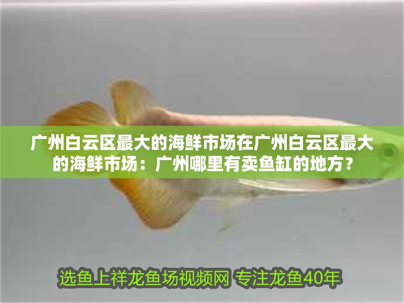 廣州白云區最大的海鮮市場在廣州白云區最大的海鮮市場：廣州哪里有賣魚缸的地方？