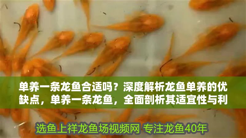 單養一條龍魚合適嗎？深度解析龍魚單養的優缺點，單養一條龍魚，全面剖析其適宜性與利弊
