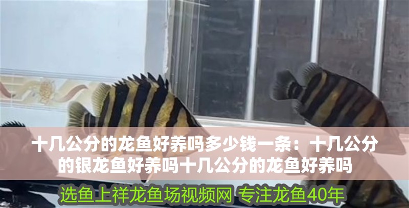 十幾公分的龍魚好養嗎多少錢一條：十幾公分的銀龍魚好養嗎十幾公分的龍魚好養嗎
