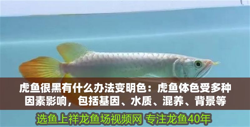 虎魚很黑有什么辦法變明色：虎魚體色受多種因素影響，包括基因、水質、混養、背景等