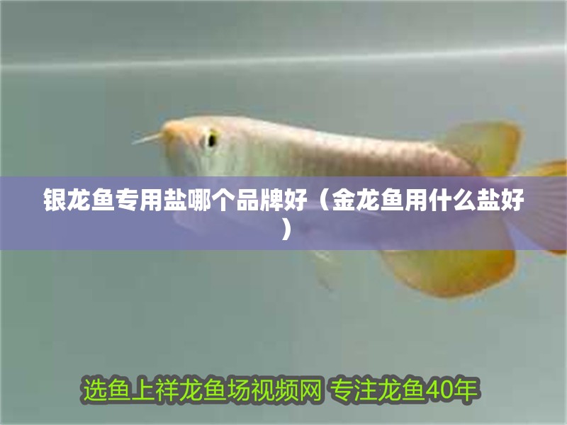 銀龍魚專用鹽哪個品牌好（金龍魚用什么鹽好）