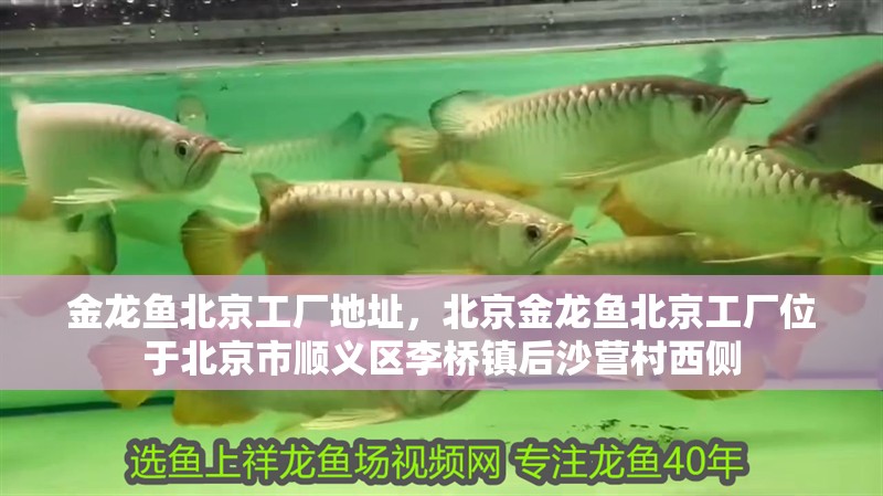 龍魚干蝦有營(yíng)養(yǎng)嗎 金龍魚北京工廠地址,北京金龍魚北京工廠位于北京市順義區(qū)李橋鎮(zhèn)后沙營(yíng)村西側(cè) 龍魚百科 金龍魚北京工廠地址,北京金龍魚北京工廠位于北京市順義區(qū)李橋鎮(zhèn)后沙營(yíng)村西側(cè) 金龍魚北京工廠地址,北京金龍魚北京工廠位于北京市順義區(qū)李橋鎮(zhèn)后沙營(yíng)村西側(cè) 龍魚百科